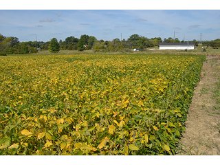 Property photo 7 - LAND AUCTION - 99+/- Acres offered in 4 Tracts or Combinations in Allen County